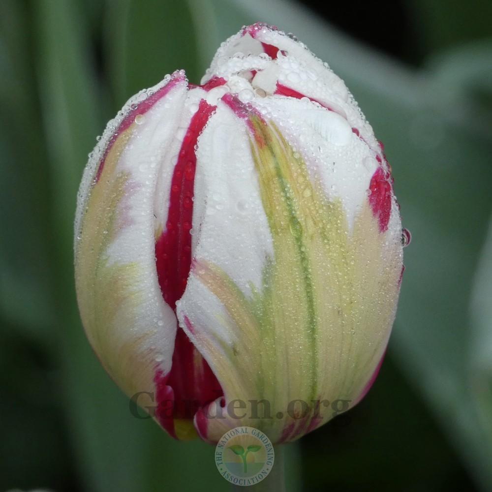 Photo of Peony-FloweredTulip (Tulipa 'Carnaval de Nice') uploaded by Patty