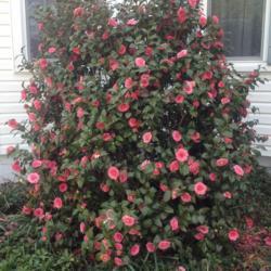 Location: My garden, Pequea, Pennsylvania 17565
Date: 2017-04-18
Excellent year for Camellia--no winter burn; lots of blooms