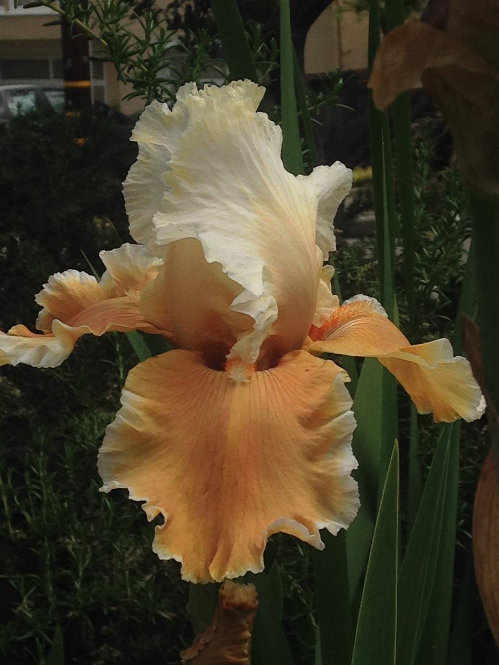 Photo of Tall Bearded Iris (Iris 'English Charm') uploaded by lilpod13