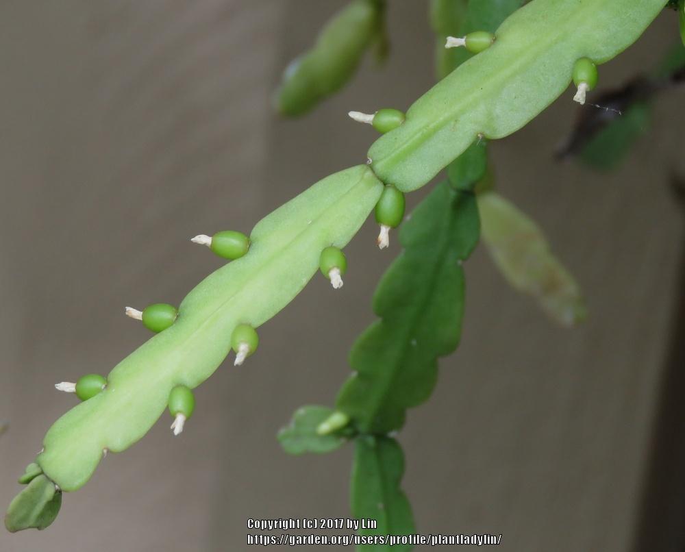Photo of Bird's Foot Cactus (Rhipsalis micrantha) uploaded by plantladylin