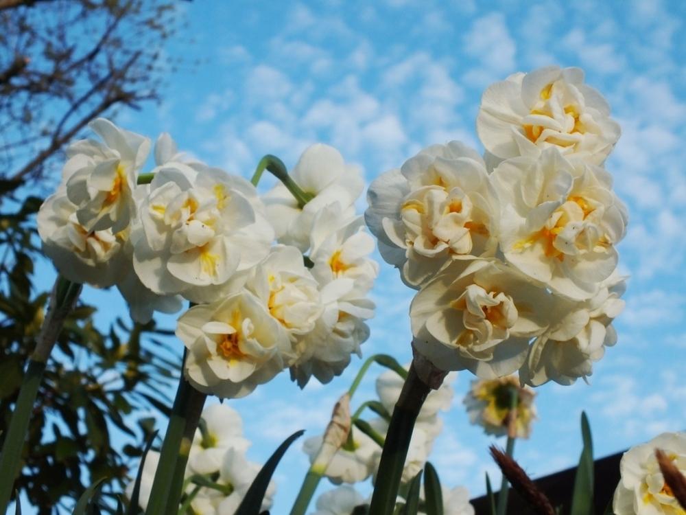 Photo of Double Daffodil (Narcissus 'Bridal Crown') uploaded by sunnyvalley