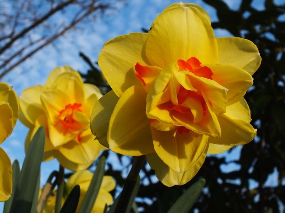 Photo of Double Daffodil (Narcissus 'Tahiti') uploaded by sunnyvalley