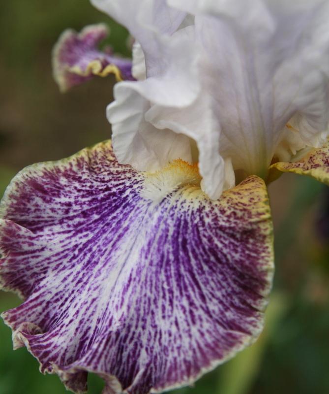 Photo of Tall Bearded Iris (Iris 'Vapor') uploaded by Calif_Sue