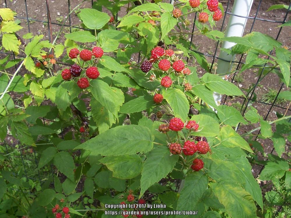 Photo of Black Raspberry (Rubus occidentalis) uploaded by Lioba