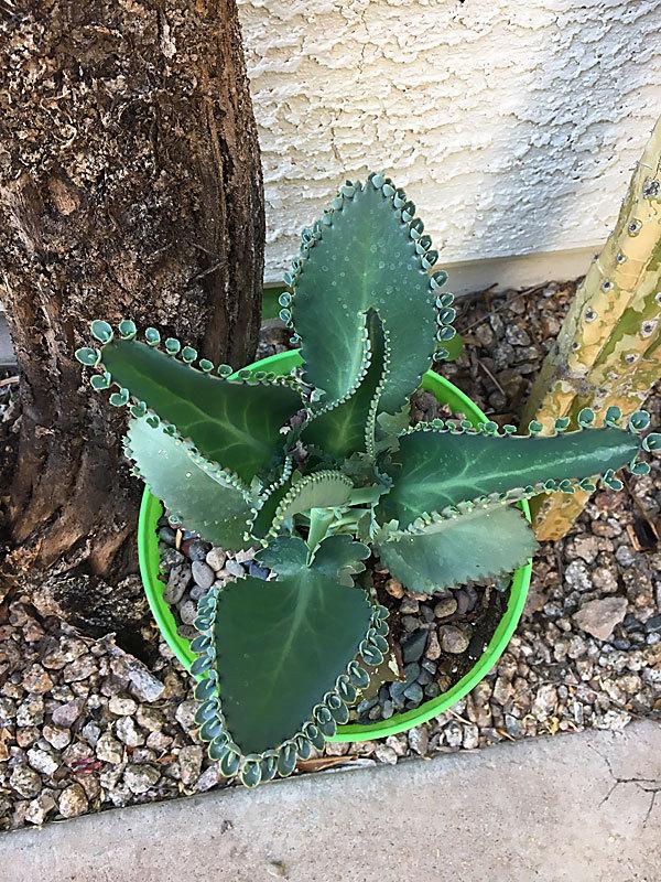 Photo of Mother of Thousands (Kalanchoe daigremontiana) uploaded by LizDTM