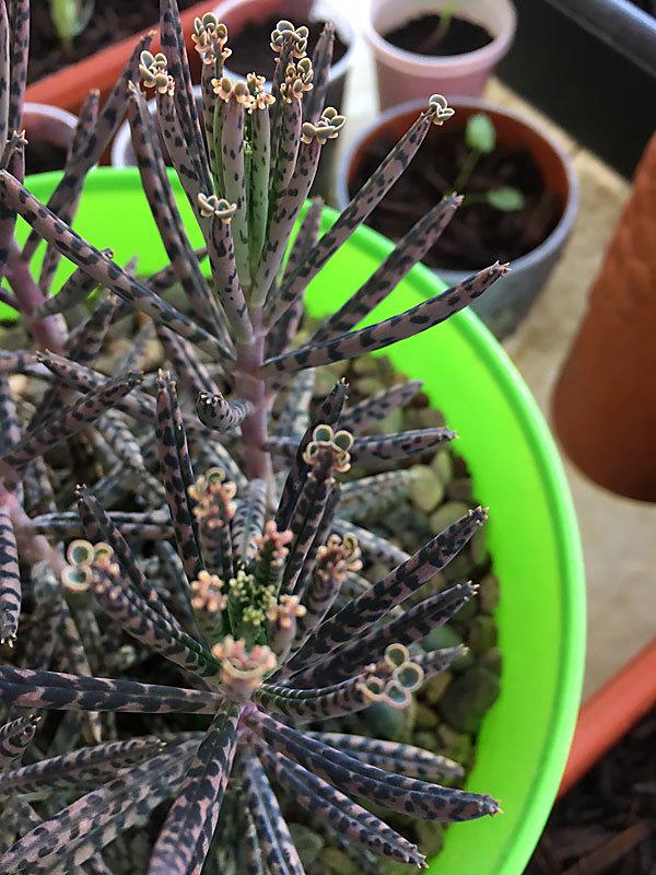 Photo of Mother of Thousands (Kalanchoe delagoensis) uploaded by LizDTM