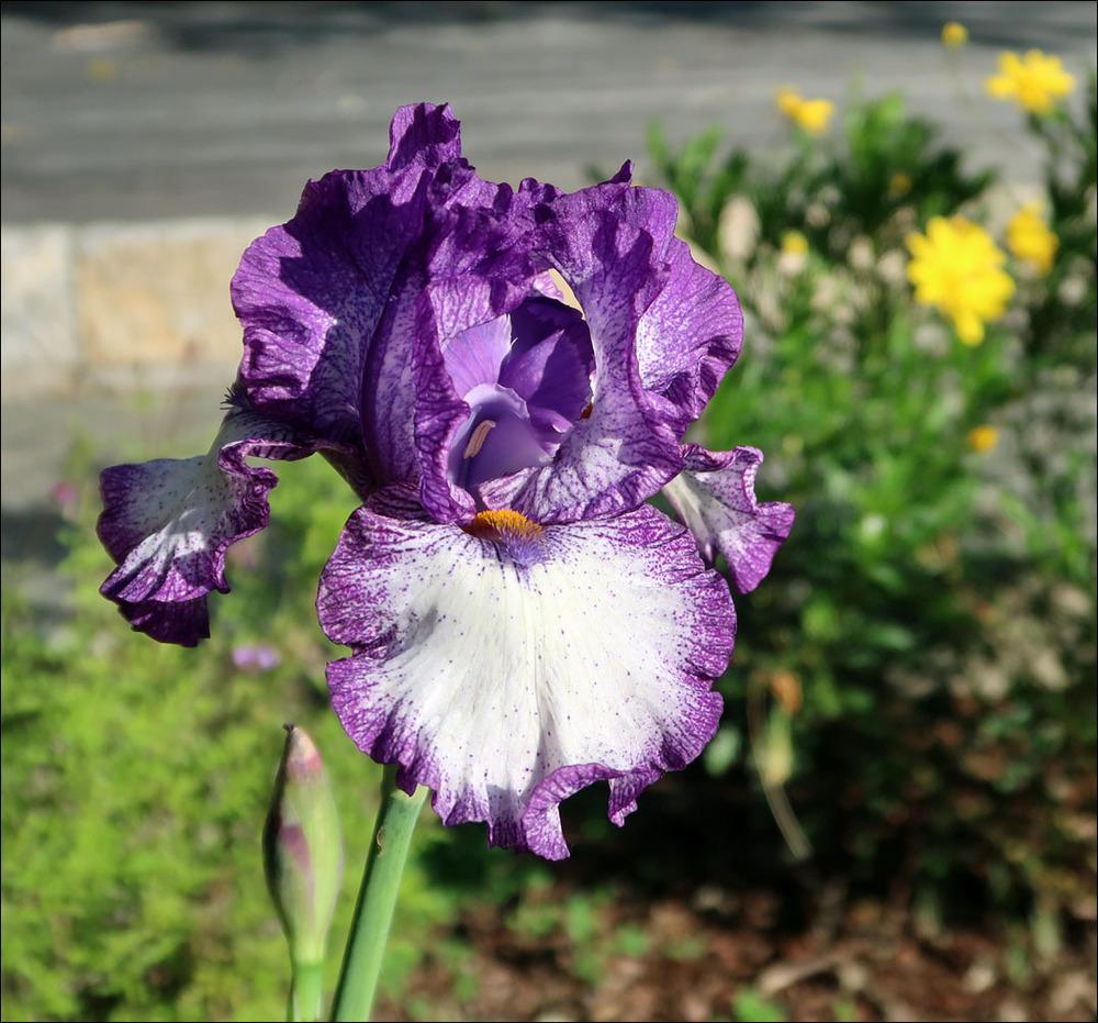 Photo of Tall Bearded Iris (Iris 'Sara's Beauty') uploaded by Polymerous