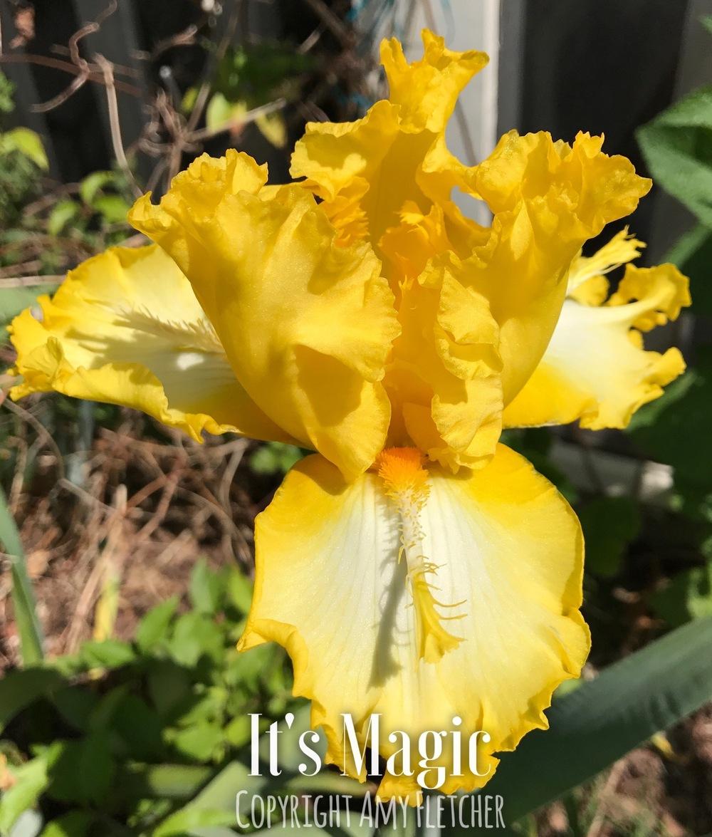 Photo of Tall Bearded Iris (Iris 'It's Magic') uploaded by TheIrisLover