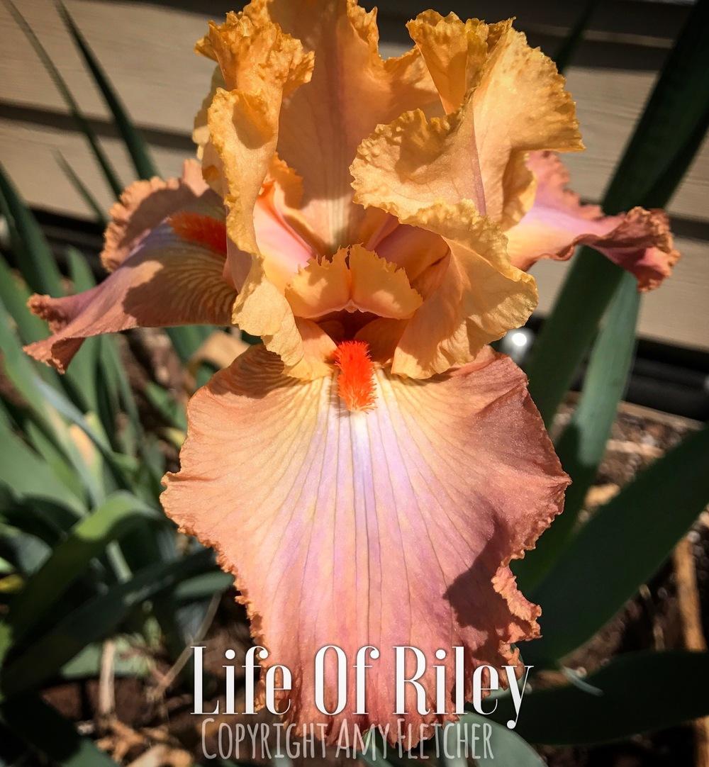 Photo of Tall Bearded Iris (Iris 'Life of Riley') uploaded by TheIrisLover