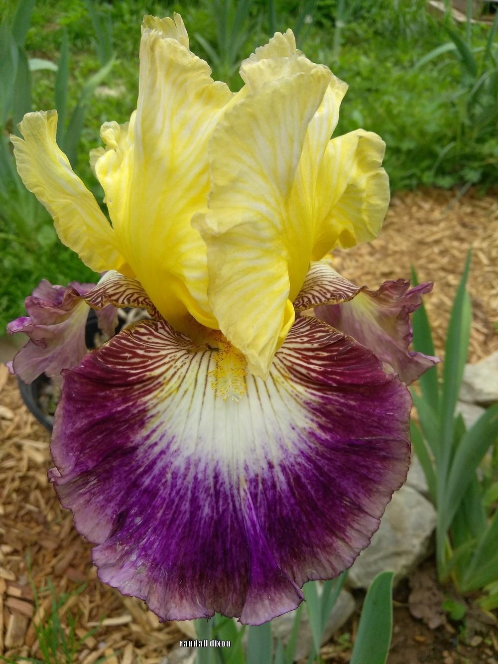 Photo of Tall Bearded Iris (Iris 'Meteorite') uploaded by arilbred