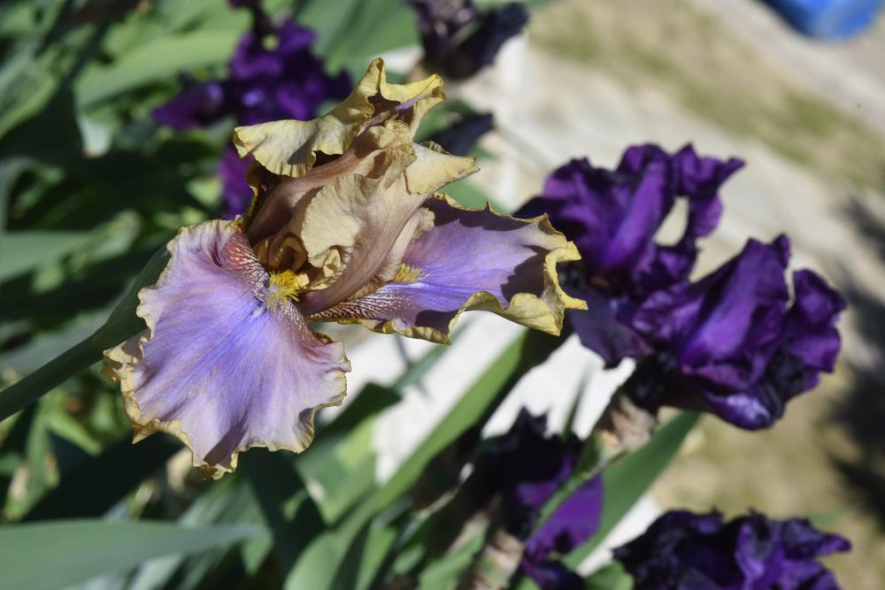 Photo of Tall Bearded Iris (Iris 'Jaźwin') uploaded by cliftoncat