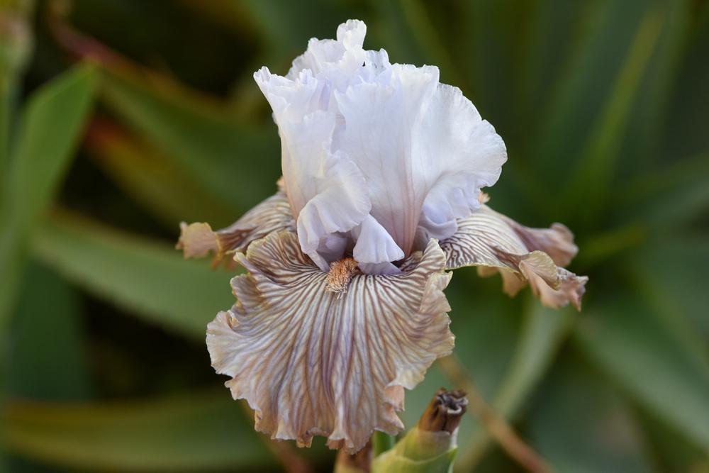Photo of Tall Bearded Iris (Iris 'Tango Amigo') uploaded by cliftoncat