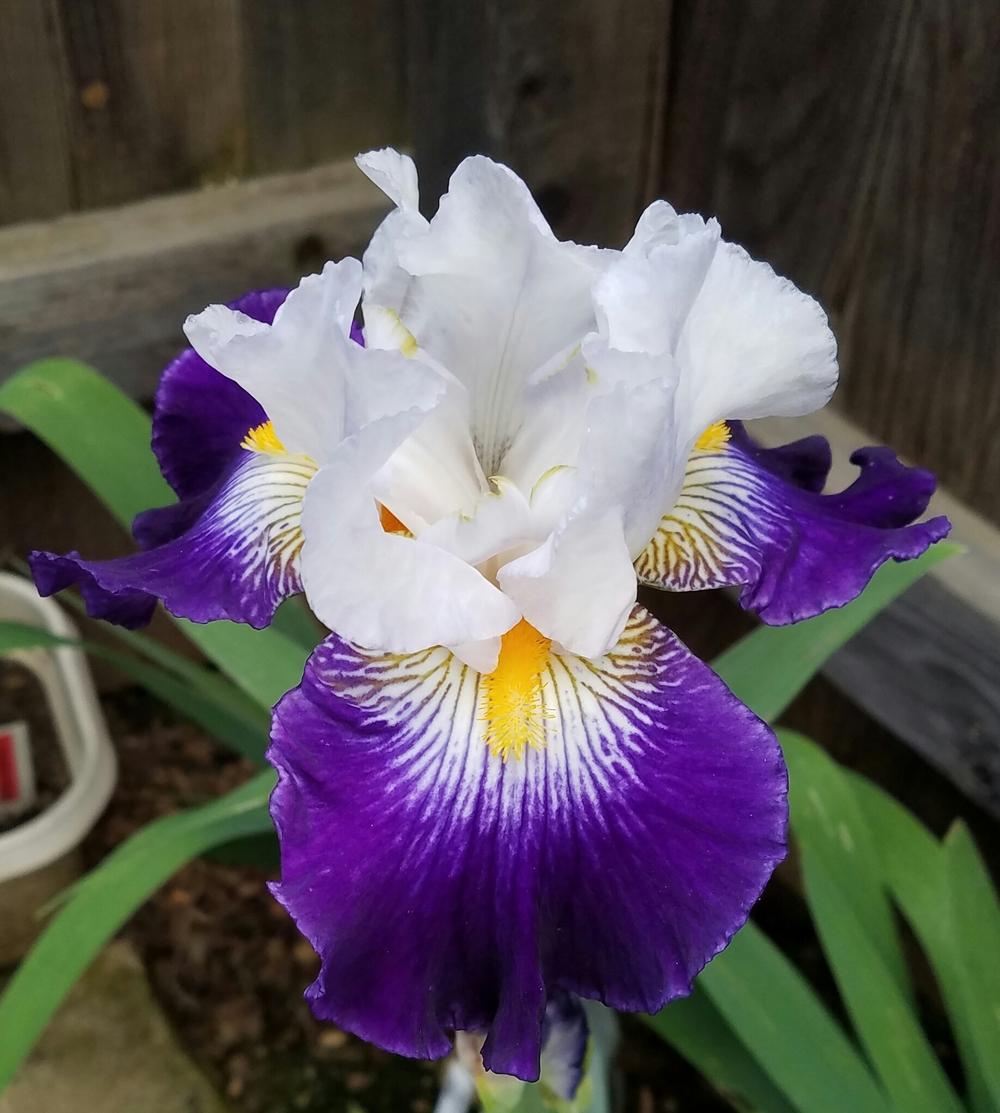 Photo of Tall Bearded Iris (Iris 'Flash of Light') uploaded by mesospunky