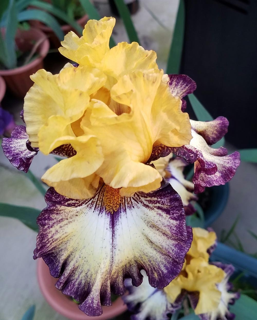 Photo of Tall Bearded Iris (Iris 'High Desert') uploaded by mesospunky