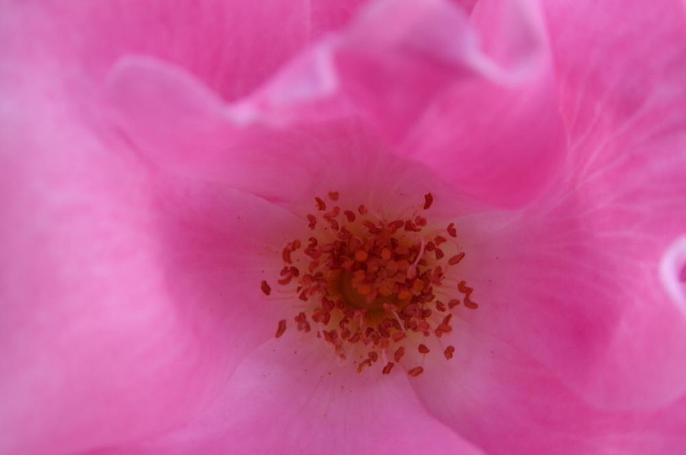 Photo of Rose (Rosa 'Pink Knock Out') uploaded by wildflowers