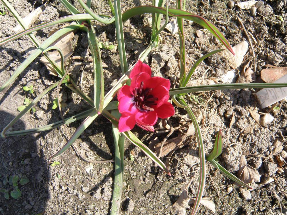 Photo of Tulip (Tulipa humilis 'Lilliput') uploaded by IrisLilli
