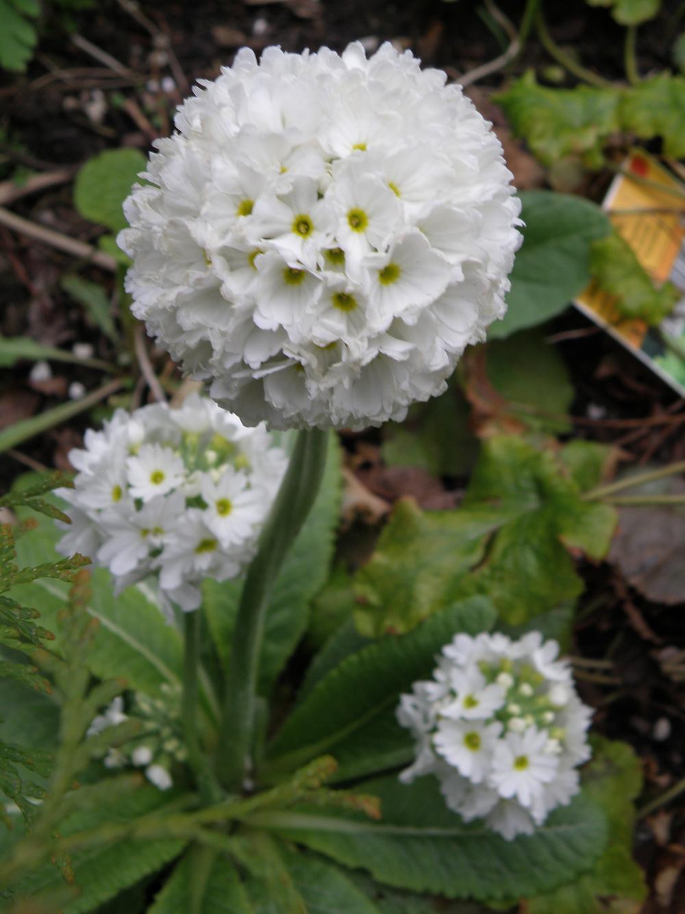 Photo of Drumstick Primrose (Primula denticulata 'Alba') uploaded by IrisLilli