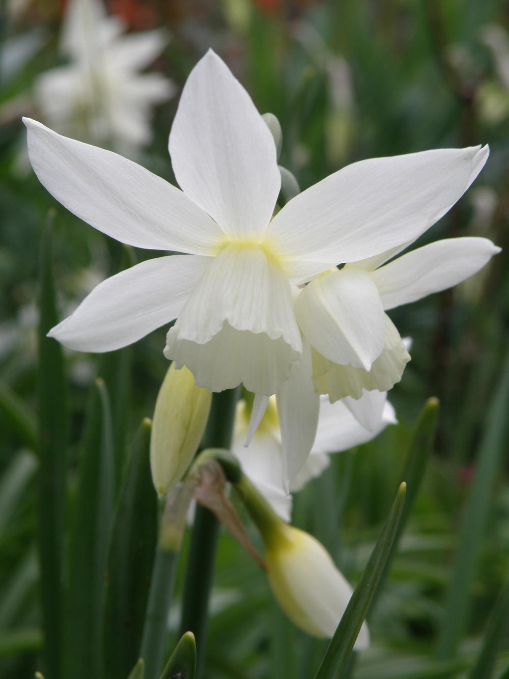 Photo of Triandrus Daffodil (Narcissus 'Thalia') uploaded by IrisLilli