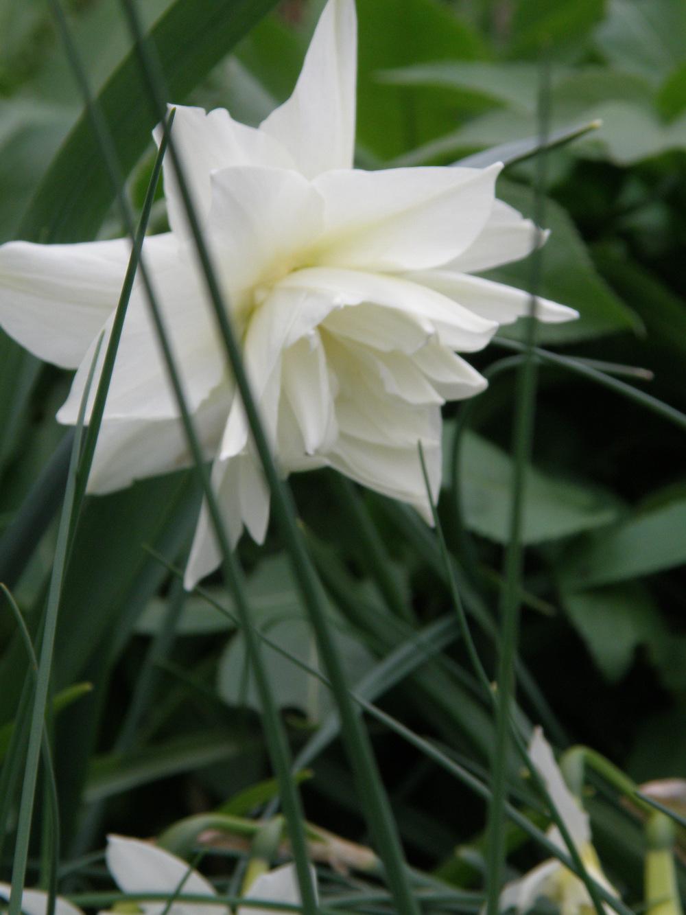 Photo of Double Daffodil (Narcissus 'White Medal') uploaded by IrisLilli