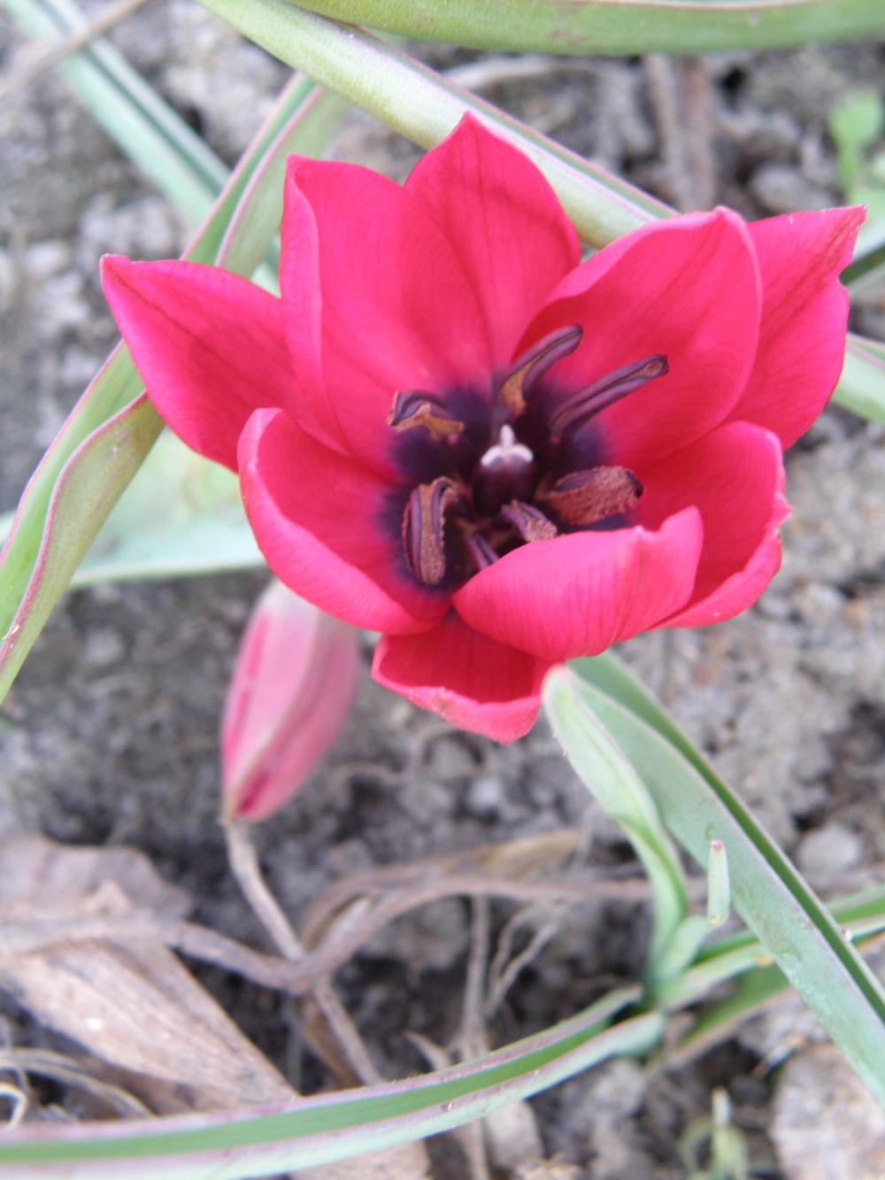 Photo of Tulip (Tulipa humilis 'Lilliput') uploaded by IrisLilli