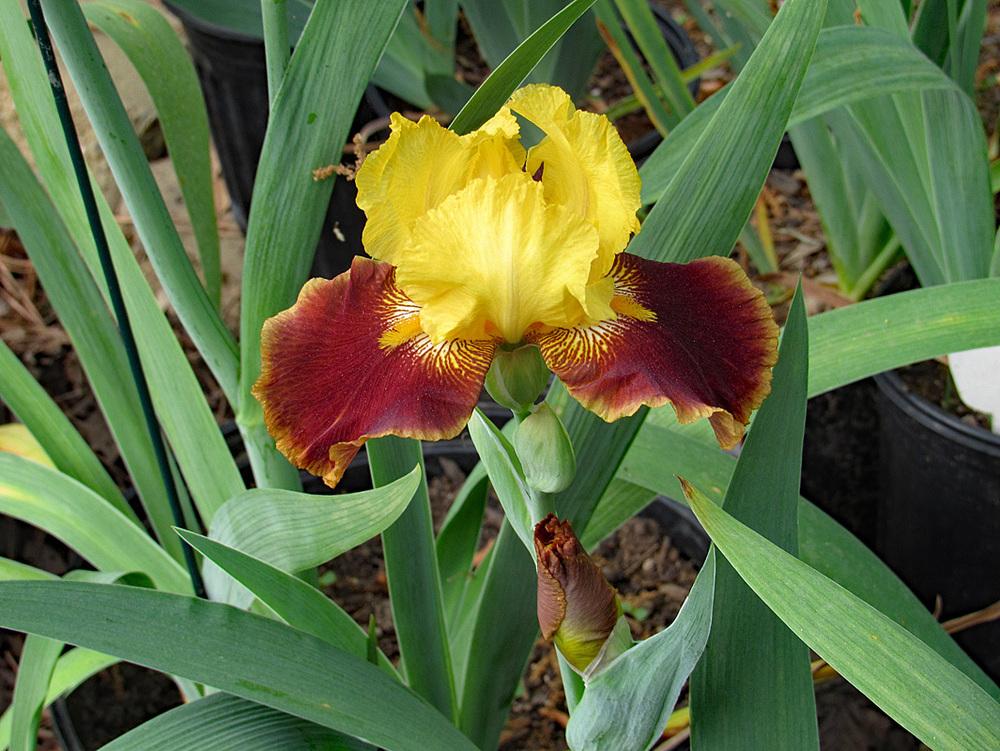 Photo of Tall Bearded Iris (Iris 'Pass the Shades') uploaded by Lestv