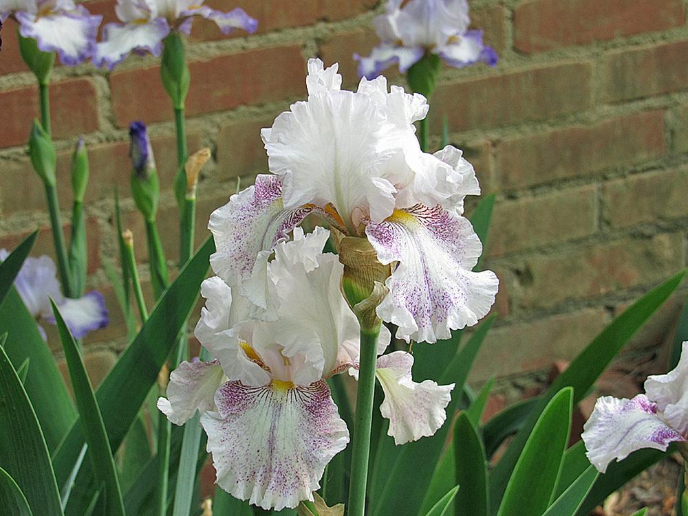 Photo of Tall Bearded Iris (Iris 'Hi There Gorgeous') uploaded by Lestv