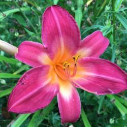 Location: Maine
Date: 2016-07-28
I love this daylily!!