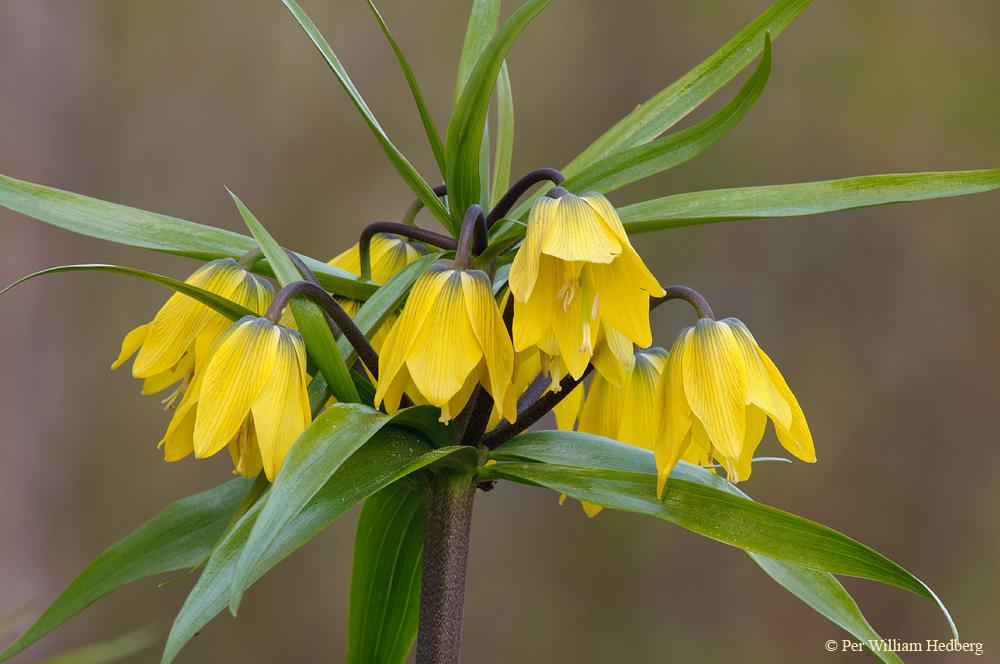 Photo of Fritillaria 'Early Passion' uploaded by William