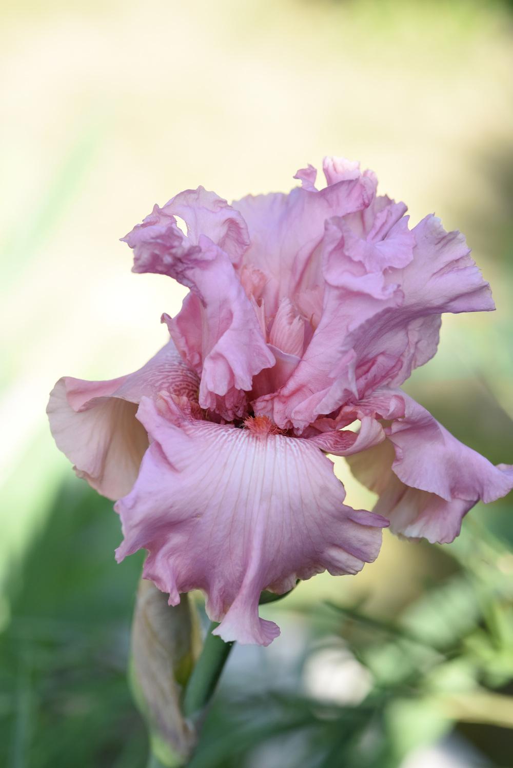 Photo of Tall Bearded Iris (Iris 'Star Appeal') uploaded by cliftoncat
