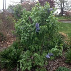 Location: My garden, Pequea, Pennsylvania 17565
Date: 2017-04-20
