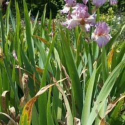 Location: Winterberry Iris Gardens, Cross Junction, VA
Date: May 27, 2016
Reincarnation entire plant