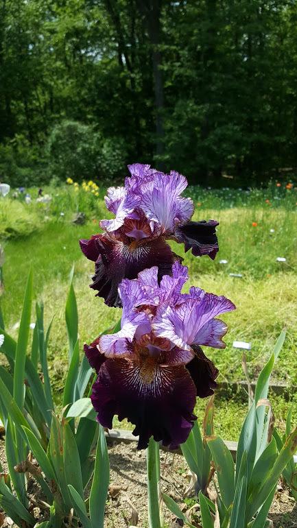 Photo of Tall Bearded Iris (Iris 'One of a Kind') uploaded by cwwilson3