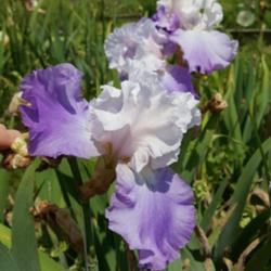 Location: Winterberry Iris Gardens, Cross Junction, VA
Date: May 27, 2016
Misty Lady