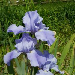 Location: Winterberry Iris Gardens, Cross Junction, VA
Date: May 27, 2016
Sugar Blues