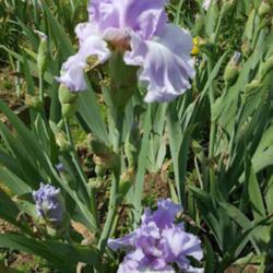 Location: Winterberry Iris Gardens, Cross Junction, VA
Date: May 27, 2016
Orchid Dove