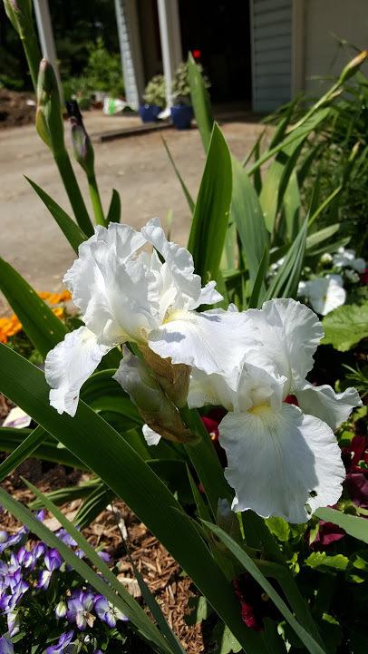 Photo of Tall Bearded Iris (Iris 'Immortality') uploaded by cwwilson3