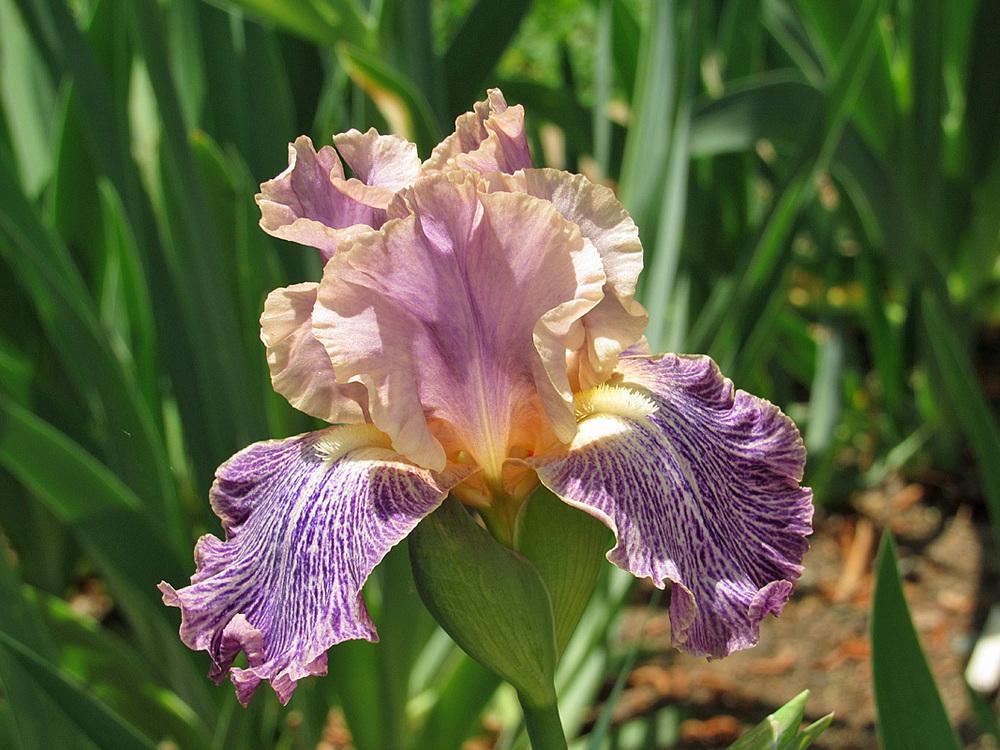 Photo of Tall Bearded Iris (Iris 'Elizabethan Age') uploaded by Lestv