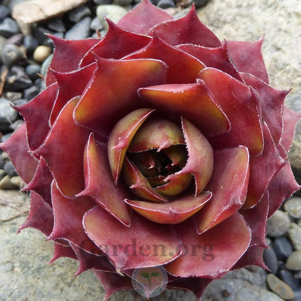 Photo of Hen and Chicks (Sempervivum 'Summerwine') uploaded by Patty