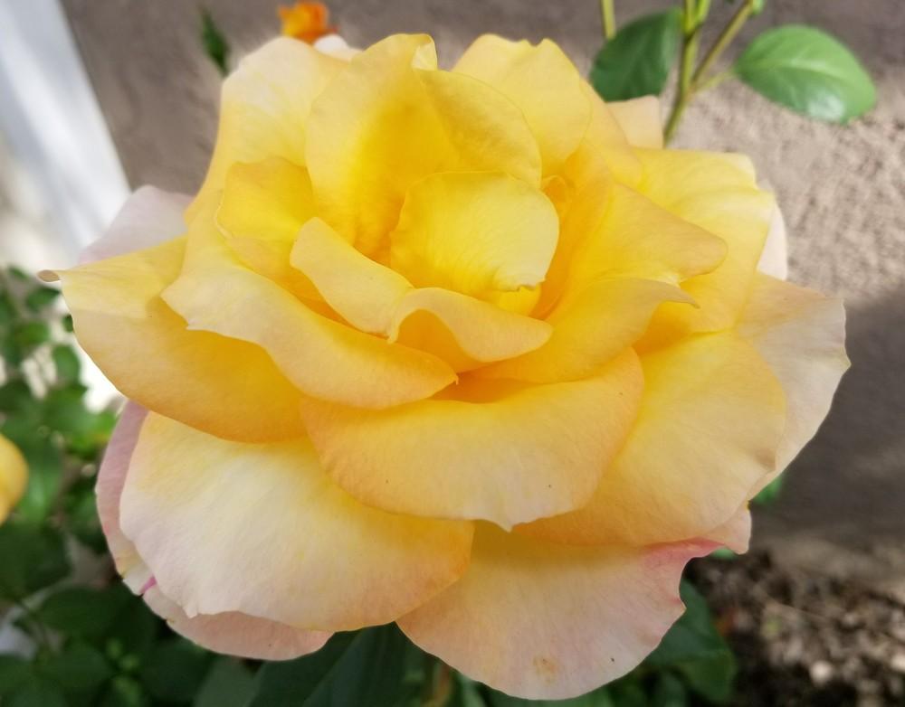 Photo of Rose (Rosa 'Gold Medal') uploaded by clcroses
