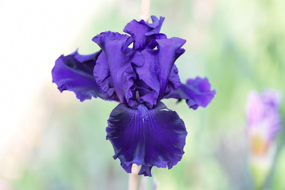 Photo of Tall Bearded Iris (Iris 'Magnificent Masterpiece') uploaded by cliftoncat