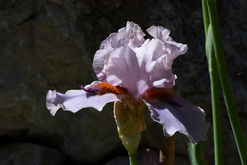Photo of Tall Bearded Iris (Iris 'Awesome Alex') uploaded by cliftoncat