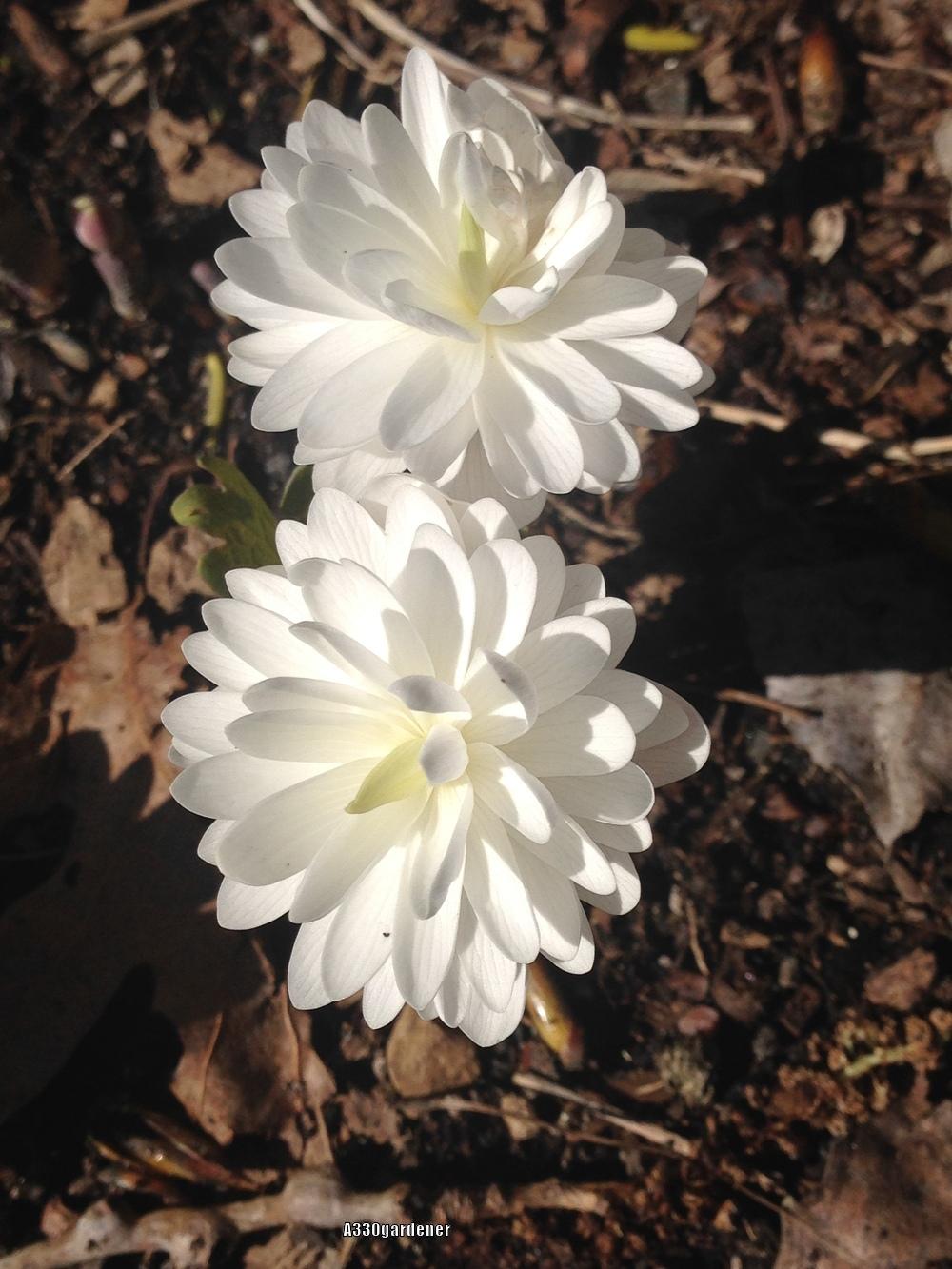 Photo of Bloodroot (Sanguinaria canadensis 'Multiplex') uploaded by crawgarden
