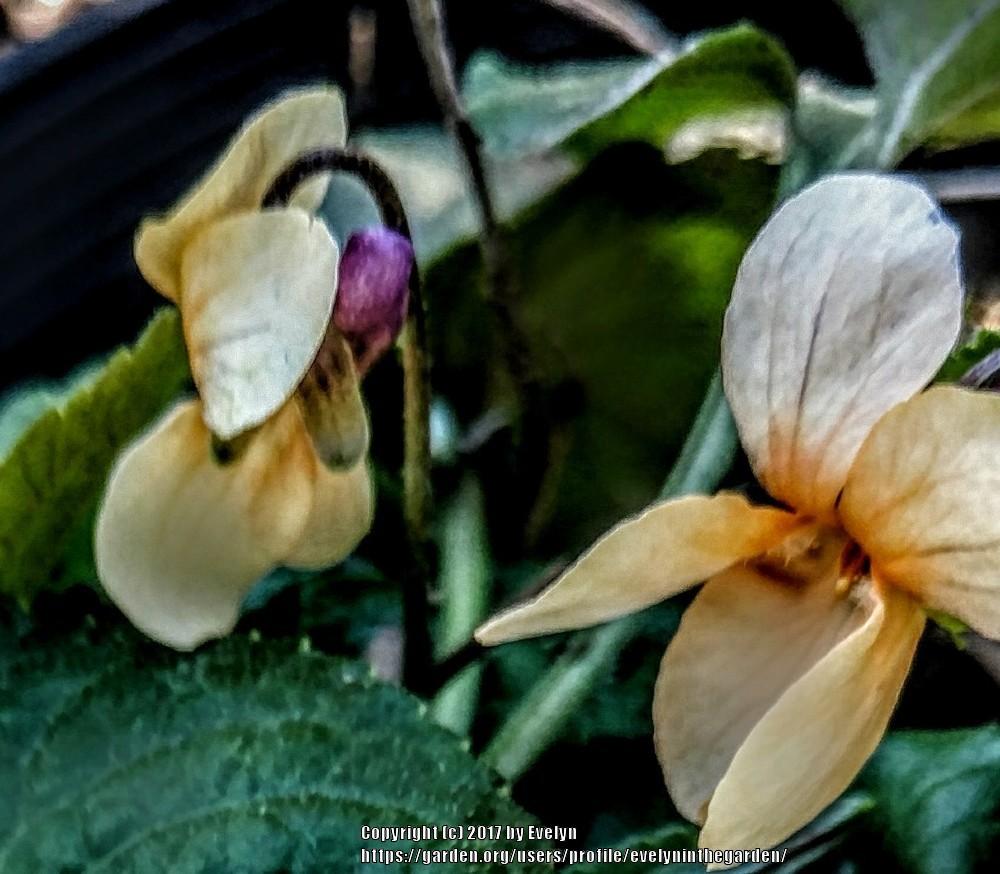 Photo of Sweet Violet (Viola odorata 'Sulphurea') uploaded by evelyninthegarden