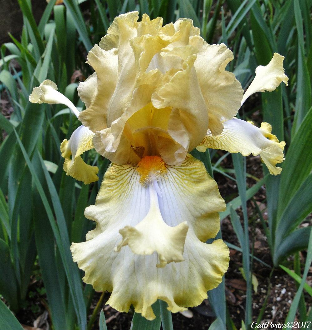 Photo of Tall Bearded Iris (Iris 'Honey Scoop') uploaded by golden_goddess