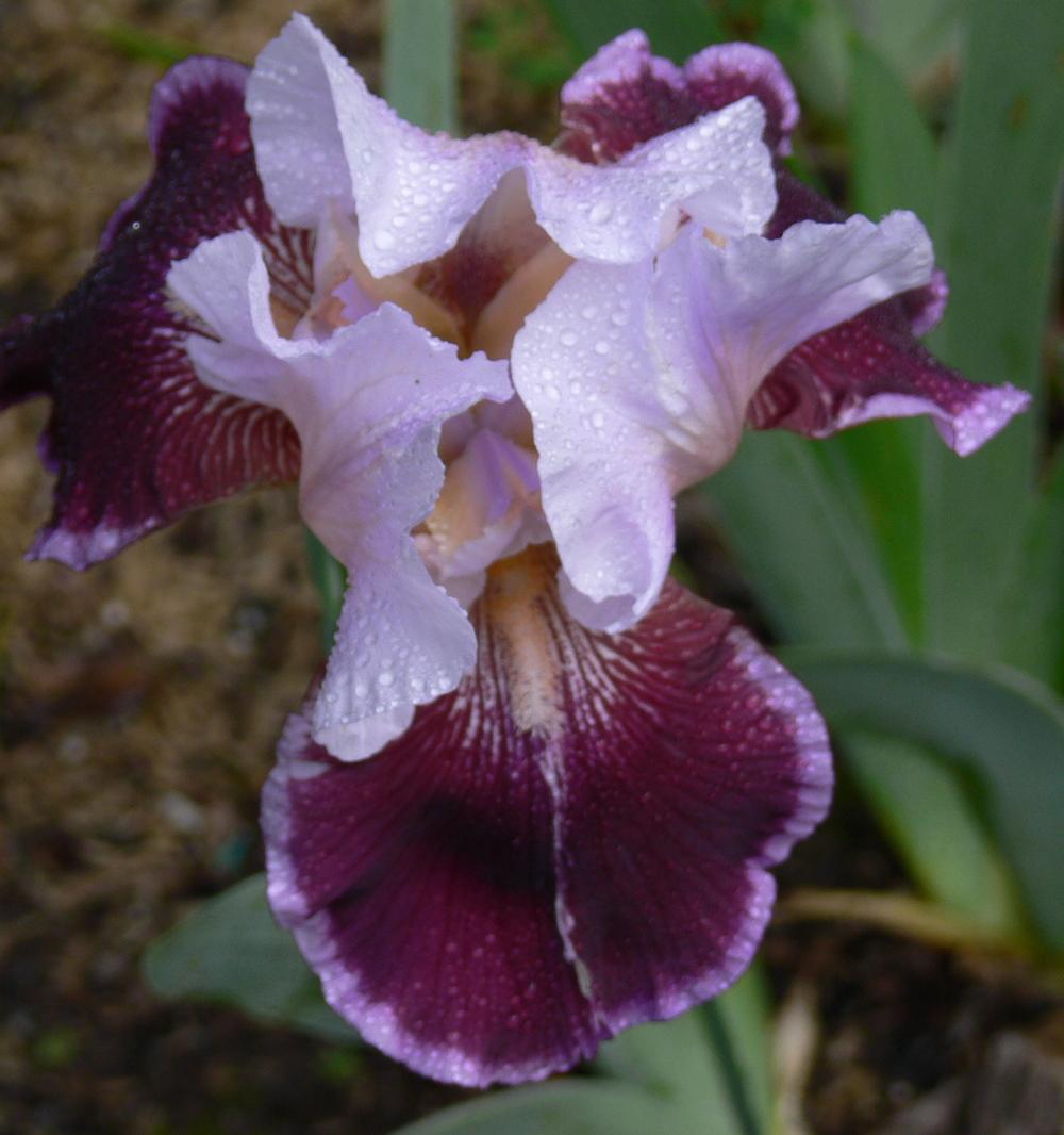 Photo of Tall Bearded Iris (Iris 'Crimson Snow') uploaded by janwax