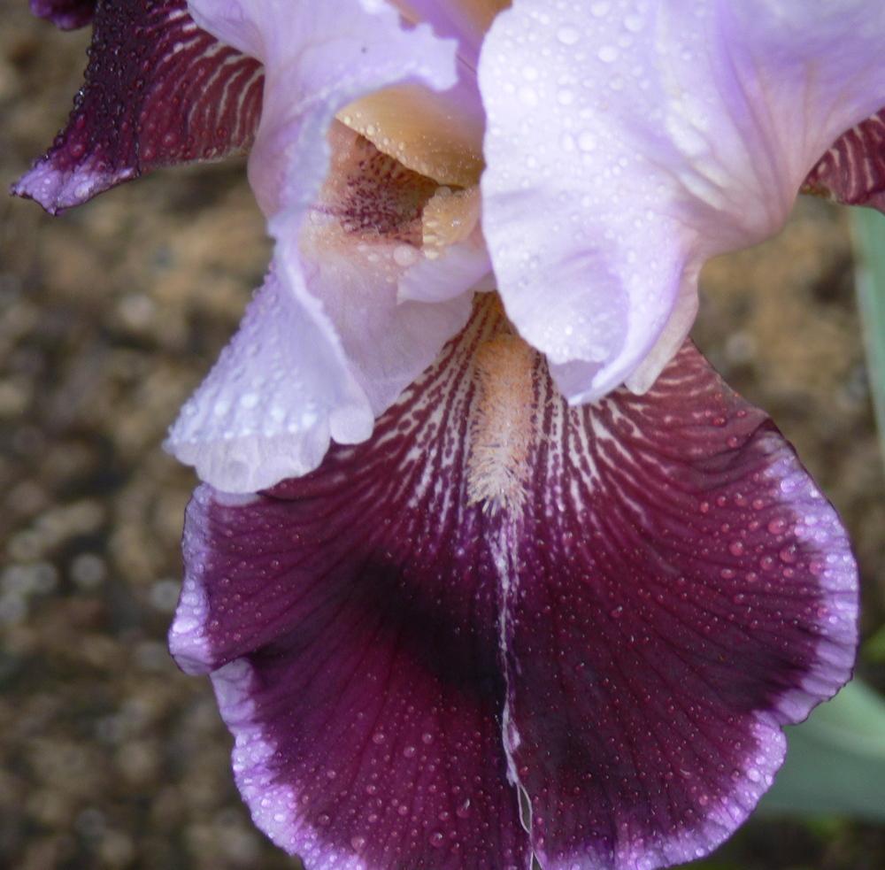 Photo of Tall Bearded Iris (Iris 'Crimson Snow') uploaded by janwax