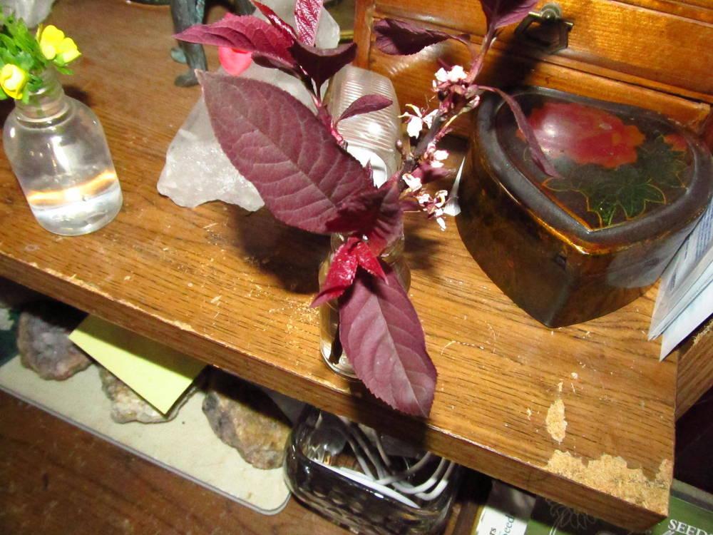 Photo of Purple Leaf Plum (Prunus cerasifera 'Nigra') uploaded by jmorth