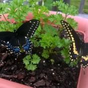 newly emerged male and female Black Swallowtail butterflies place