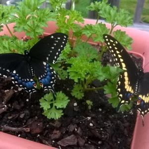 newly emerged male and female Black Swallowtail butterflies place