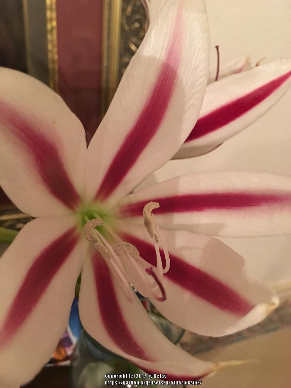 Photo of Crinum Lily (Crinum 'Stars and Stripes') uploaded by piksihk